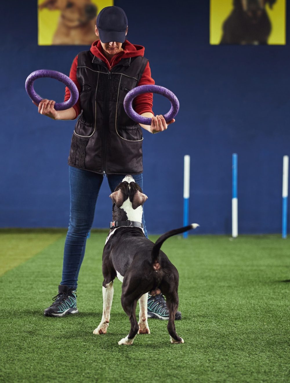 Handler using fitness tools during the dog training session